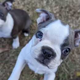 Boston Terriers from Blue Boston's of Bayou Chicot