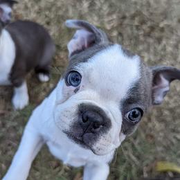 Boston Terriers from Blue Boston's of Bayou Chicot