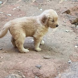Turquoise collar female of 6 Girls - Light golden Golden Retriever puppy in Sacramento Area, California from Gold Country Golden Retrievers