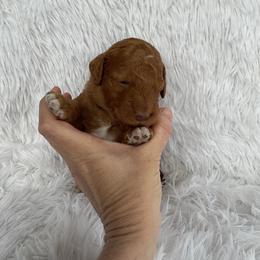 Black- Collar - Red  male Goldendoodle puppy in Fairmont, West Virginia from Mountainside Doodles, LLC
