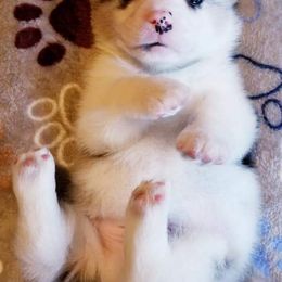 American Corgi and Pembroke Welsh Corgi Puppies from Whimsical Treasure Corgis