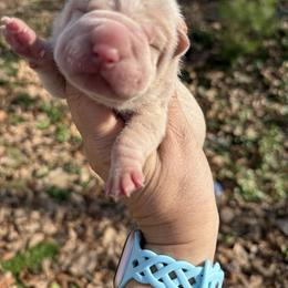 Star - Cream female Chinese Shar-Pei puppy in North Carolina from Amy Mahaffey's Chinese Shar-Pei