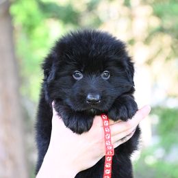 Enzo - Black German Shepherd puppy in Nacogdoches, Texas from Vom Hausgladfel