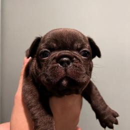 French Bulldog Puppies from De Los Angeles Breeding