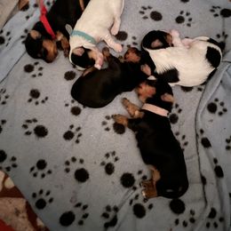 Yorkshire Terrier Puppies from Buddha Babies Yorkshire Terriers