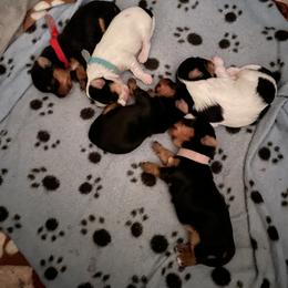 Yorkshire Terrier Puppies from Buddha Babies Yorkshire Terriers