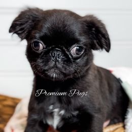 Fluffy Oliver - Pug puppy from Premium Pugs