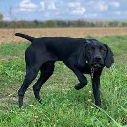 Dixie - German Shorthaired Pointer