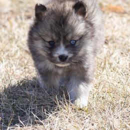 Pomsky Puppies from New World Pomskies