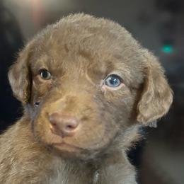 Brown Collar  boy ( Leroy Brown) - Brown male Chesapeake Bay Retriever puppy in Las Vegas, Nevada from Birdsview Chesapeake Kennel
