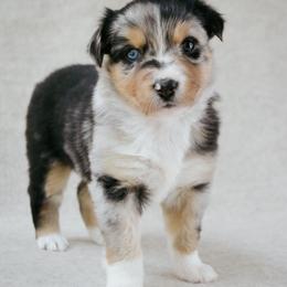 Rodeo - Blue merle female Australian Shepherd puppy in Aberdeen, North Carolina from Huckleberry Hill Aussies LLC.
