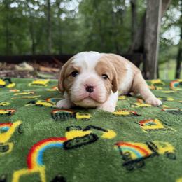 Girl 2 - Blenheim female Cavalier King Charles Spaniel puppy in Comer, Georgia from Stratton Spaniels