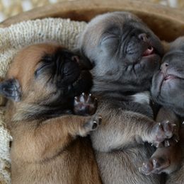 French Bulldog and Goldendoodle Puppies from Fox Run Farm