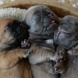 French Bulldog and Goldendoodle Puppies from Fox Run Farm