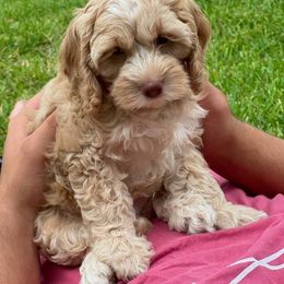 Cockapoo Puppies from Cano Cockapoos