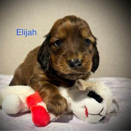 Elijah - Red male Dachshund puppy in Bluff City, Tennessee from Sidanelv Dachshunds