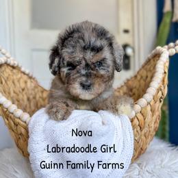 Nova - Merle female Labradoodle puppy in Grove, Oklahoma from Guinn Family Farms