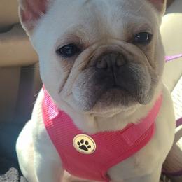 French Bulldog puppies from Olivia's Miniature Schnauzer's and French Bulldogs