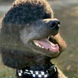 Atlas - Poodle