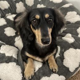 Bree - Dachshund