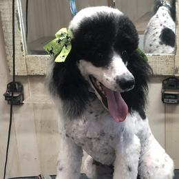 Armine - Poodle