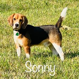Sonny - Beagle