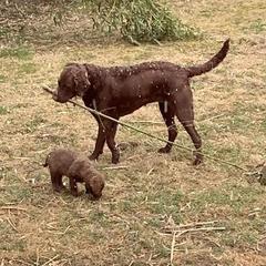 Chesapeake Bay Retriever Puppies from Elizabeth Robinson's Chesapeake Bay Retrievers