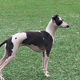 Blueberry Scone - Italian Greyhound