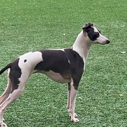 Blueberry Scone - Italian Greyhound