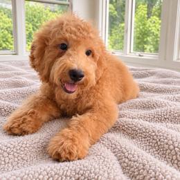 Popsicle - Red  male Goldendoodle puppy in North Royalton, Ohio from Johnson's Doodles