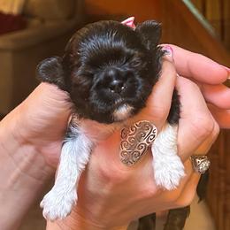 Gazelle - Sable and white female Shih Tzu puppy in Nekoosa, Wisconsin from Brox Acres House of Fur LLC