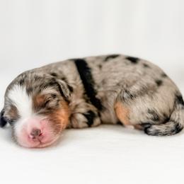 Gouda - female Australian Mountain Doodle puppy in Sharpsburg, Georgia from Steindoodles