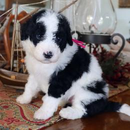 Girl 3 - female Portuguese Water Dog puppy in Hamptonville, North Carolina from Alabama Havanese Kennel Tidewater Kennel