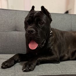 Koda - Cane Corso