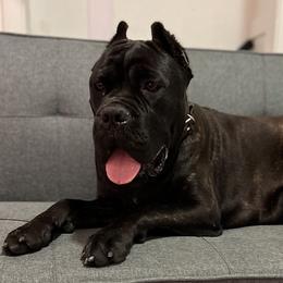 Koda - Cane Corso