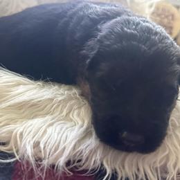 Teal collar - Black and red male German Shepherd puppy in London, Ohio from Rose Trail Siberian’s
