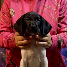 Rabbit - Black and white female German Shorthaired Pointer puppy in Aitkin, Minnesota from Whispering’s GunDogs