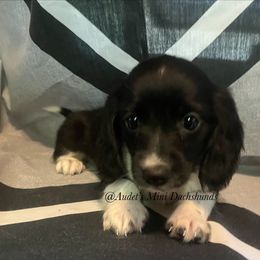 Cody - blk and tan piebald - Black and tan male Dachshund puppy in East Dover, Vermont from Audet’s Mini Dachshunds