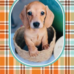 Dachshund Puppies from Jen's Doxie Den