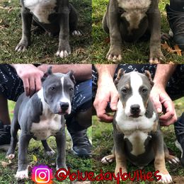 American Bully Puppies from Blueday Kennel