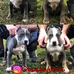 American Bully Puppies from Blueday Kennel