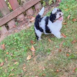 Bandit - Phantom male Bernedoodle puppy in Sherman, Illinois from Shirl Doodle Life