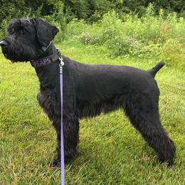 Giant Schnauzers from Desert Dusted Giants