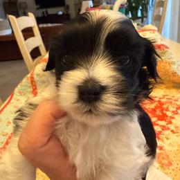 Theo - Black and white male Havanese puppy in Apopka, Florida from Dunhill Havanese