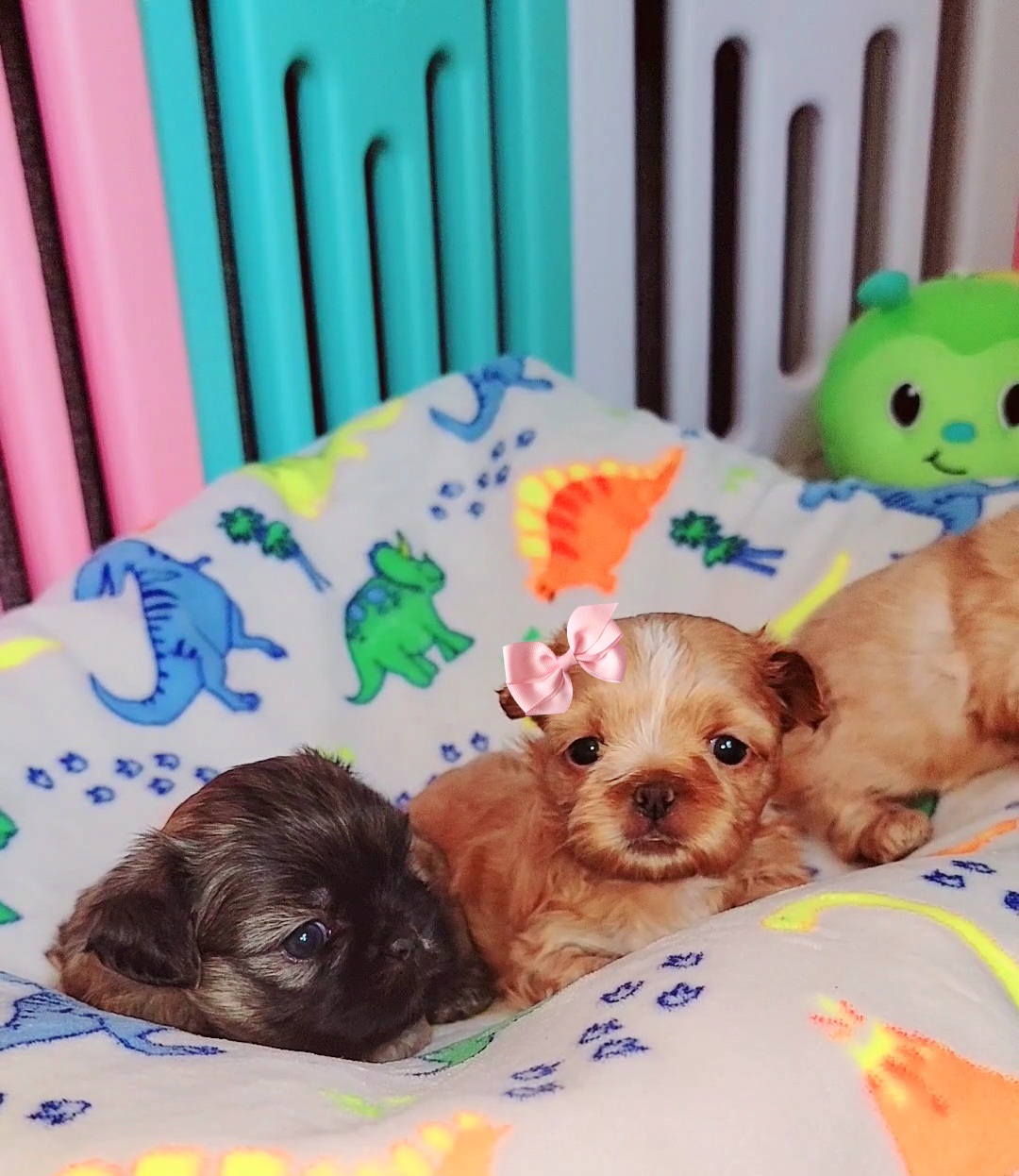 Shih Tzu Puppies from Shantii's Shih Tzu's