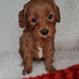 Teddy (F1b) - Red male Cavapoo puppy in Centerton, Arkansas from Velvet Paws Cavapoos