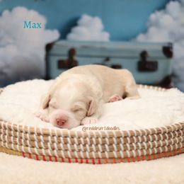 Max - Caramel male Australian Labradoodle puppy in Hurricane, Utah from Red Desert Doodles