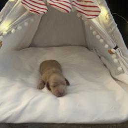 Ollie - Cream female Dachshund puppy in Alpine, California from Christie's Doxies