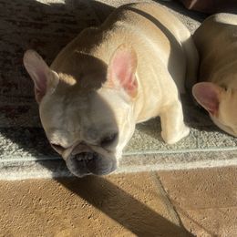 French Bulldogs from Knockout Frenchies