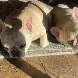 French Bulldogs from Knockout Frenchies